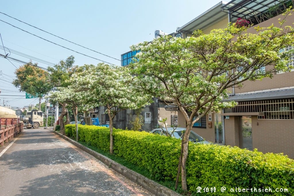社子支渠流蘇步道．桃園平鎮景點（流蘇花&麻葉繡球四月雪景觀步道）