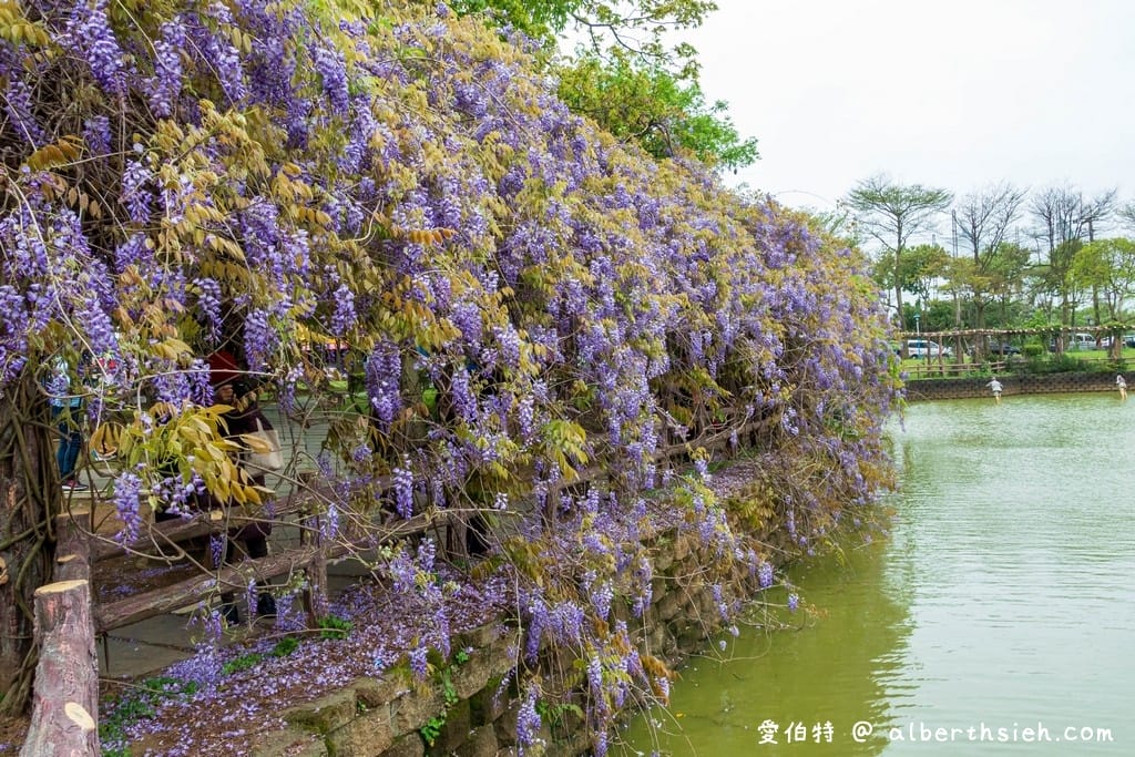 大湖紀念公園．桃園龜山景點（紫藤流蘇盛開美景美不勝收）