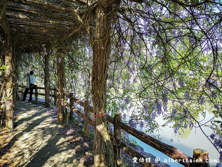 大湖紀念公園．桃園龜山景點（紫藤流蘇盛開美景美不勝收）