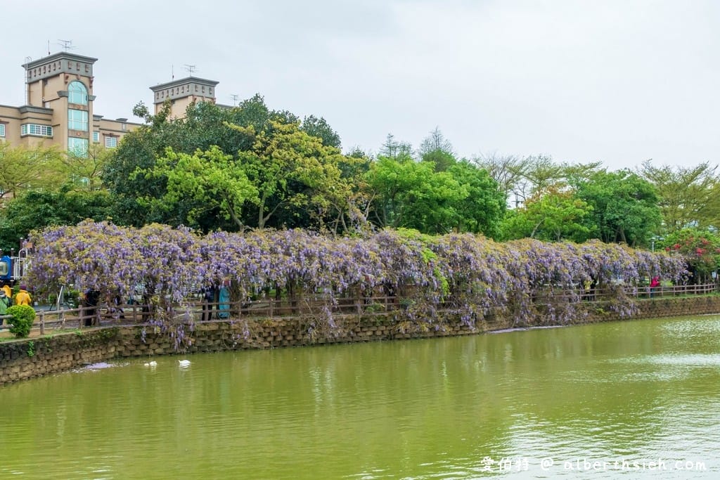 大湖紀念公園．桃園龜山景點（紫藤流蘇盛開美景美不勝收）
