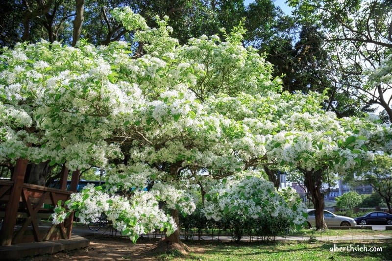 大湖紀念公園．桃園龜山景點（紫藤流蘇盛開美景美不勝收）