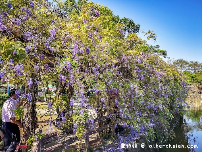 大湖紀念公園．桃園龜山景點（紫藤流蘇盛開美景美不勝收）