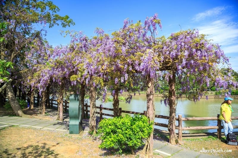 大湖紀念公園．桃園龜山景點（紫藤流蘇盛開美景美不勝收）