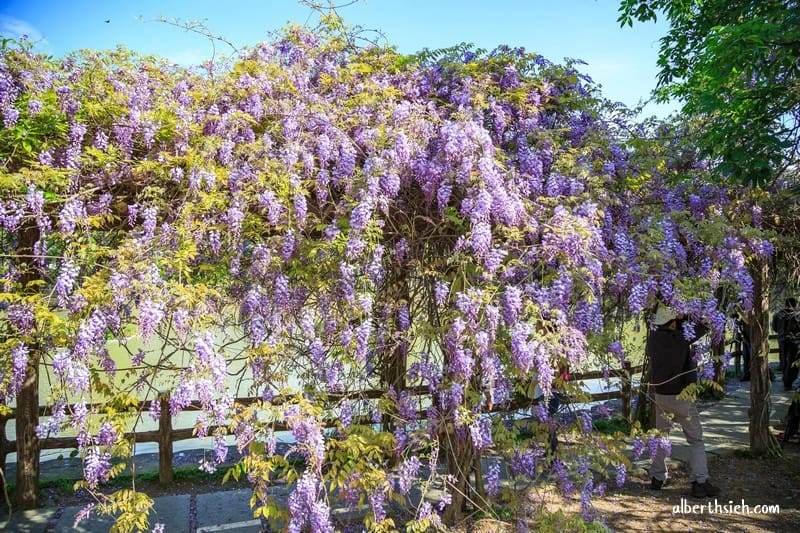 大湖紀念公園．桃園龜山景點（紫藤流蘇盛開美景美不勝收）