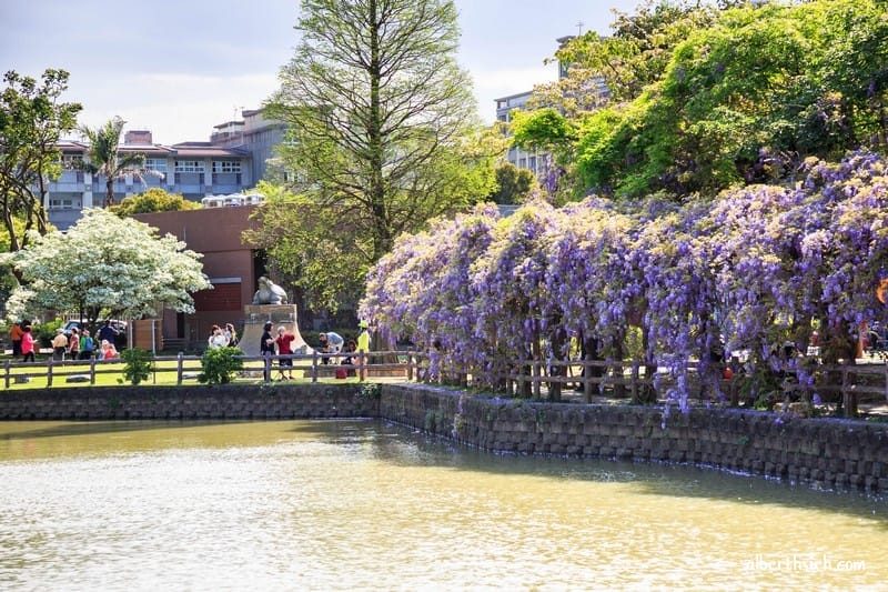 大湖紀念公園．桃園龜山景點（紫藤流蘇盛開美景美不勝收）