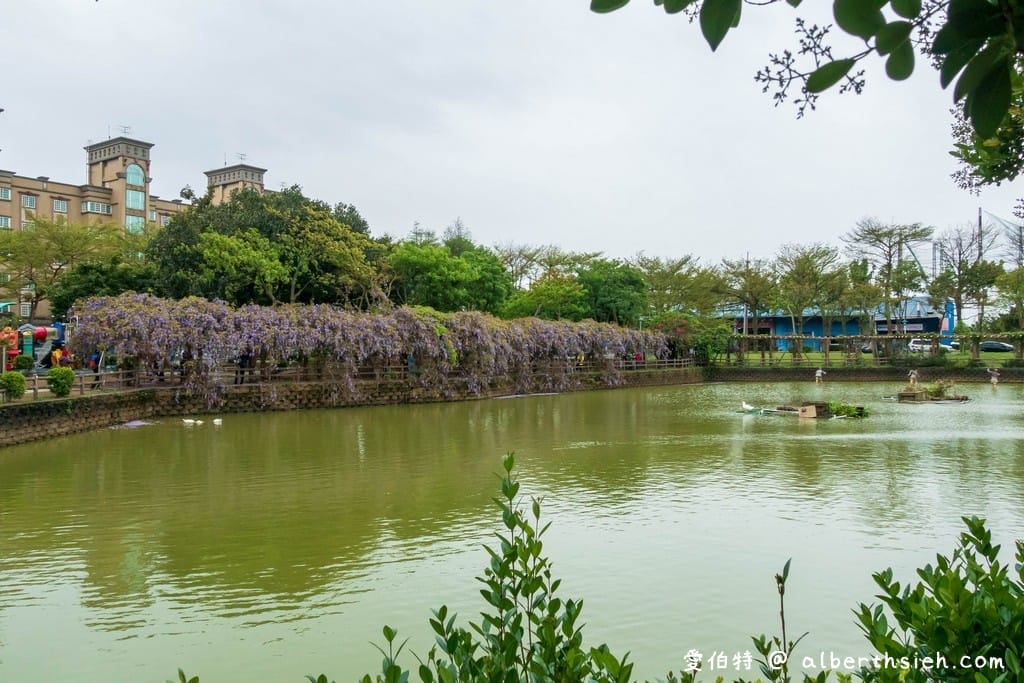 大湖紀念公園．桃園龜山景點（紫藤流蘇盛開美景美不勝收）