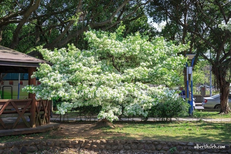 大湖紀念公園．桃園龜山景點（紫藤流蘇盛開美景美不勝收）