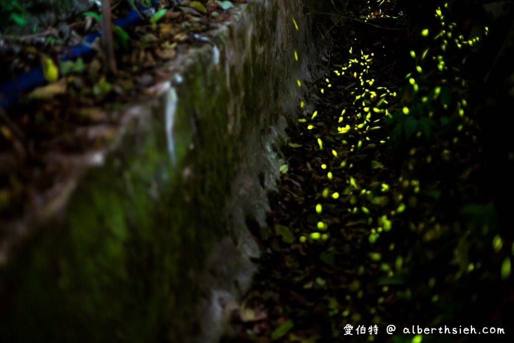 桃園螢火蟲.舊百吉隧道,百吉林蔭步道(路邊就可以輕鬆賞螢) - 第11張圖 桃園螢火蟲.舊百吉隧道,百吉林蔭步道(路邊就可以輕鬆賞螢)