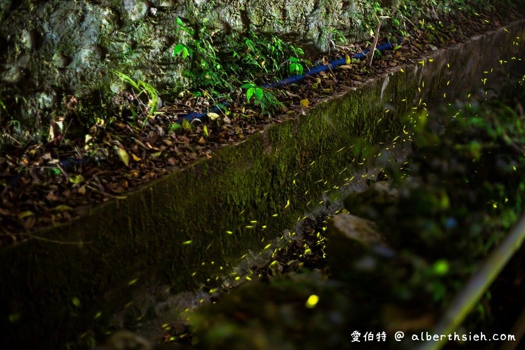 桃園螢火蟲.舊百吉隧道,百吉林蔭步道(路邊就可以輕鬆賞螢) - 第5張圖 桃園螢火蟲.舊百吉隧道,百吉林蔭步道(路邊就可以輕鬆賞螢)