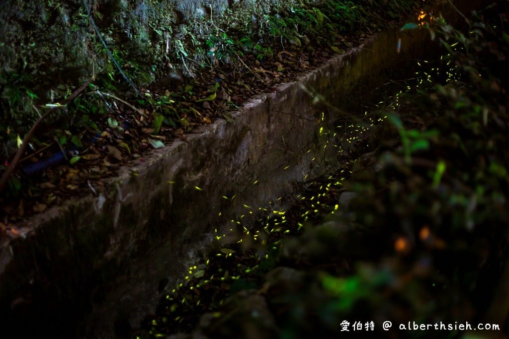 桃園螢火蟲.舊百吉隧道,百吉林蔭步道(路邊就可以輕鬆賞螢) - 第9張圖 桃園螢火蟲.舊百吉隧道,百吉林蔭步道(路邊就可以輕鬆賞螢)