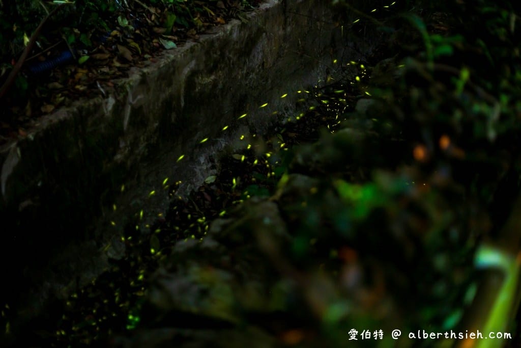 桃園螢火蟲.舊百吉隧道,百吉林蔭步道(路邊就可以輕鬆賞螢) - 第8張圖 桃園螢火蟲.舊百吉隧道,百吉林蔭步道(路邊就可以輕鬆賞螢)