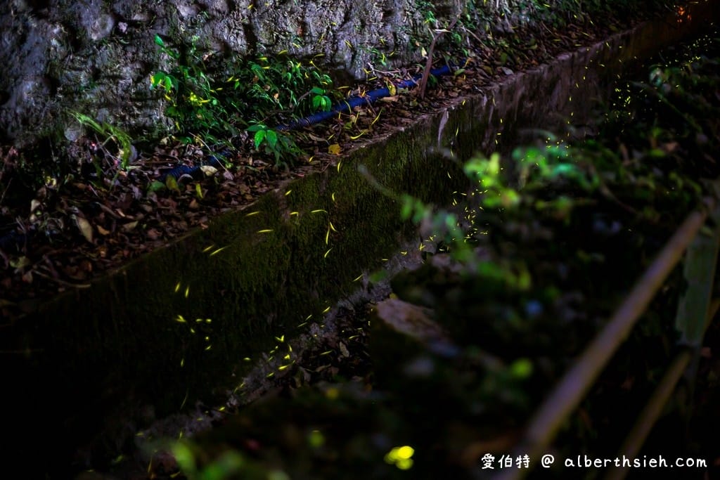桃園螢火蟲.舊百吉隧道,百吉林蔭步道(路邊就可以輕鬆賞螢) - 第7張圖 桃園螢火蟲.舊百吉隧道,百吉林蔭步道(路邊就可以輕鬆賞螢)