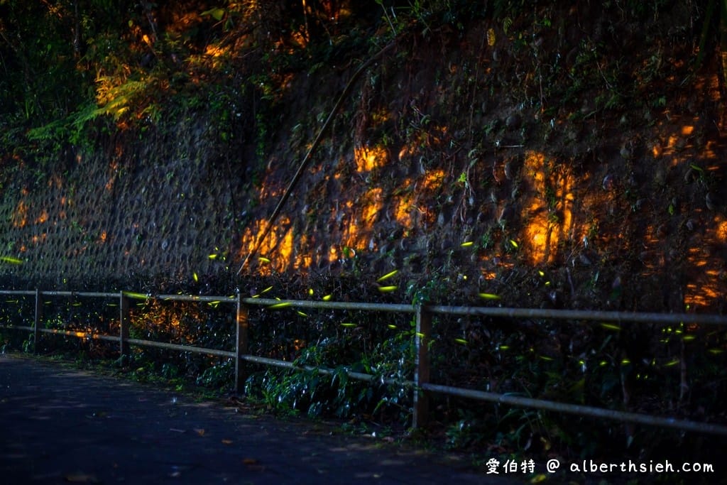 桃園螢火蟲.舊百吉隧道,百吉林蔭步道(路邊就可以輕鬆賞螢) - 第4張圖 桃園螢火蟲.舊百吉隧道,百吉林蔭步道(路邊就可以輕鬆賞螢)