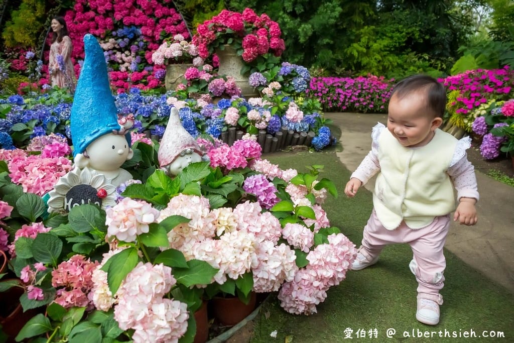 花露休閒農場・苗栗卓蘭景點（繡球花牆超美必拍，讓你泡在繡球花海裡！）