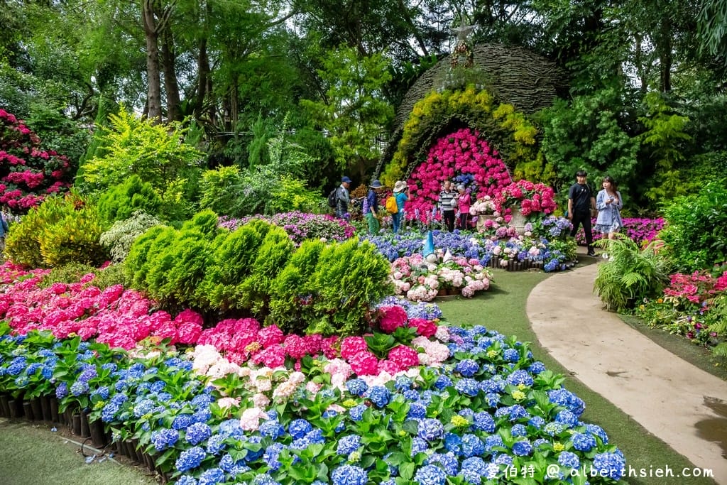 花露休閒農場・苗栗卓蘭景點（繡球花牆超美必拍，讓你泡在繡球花海裡！）