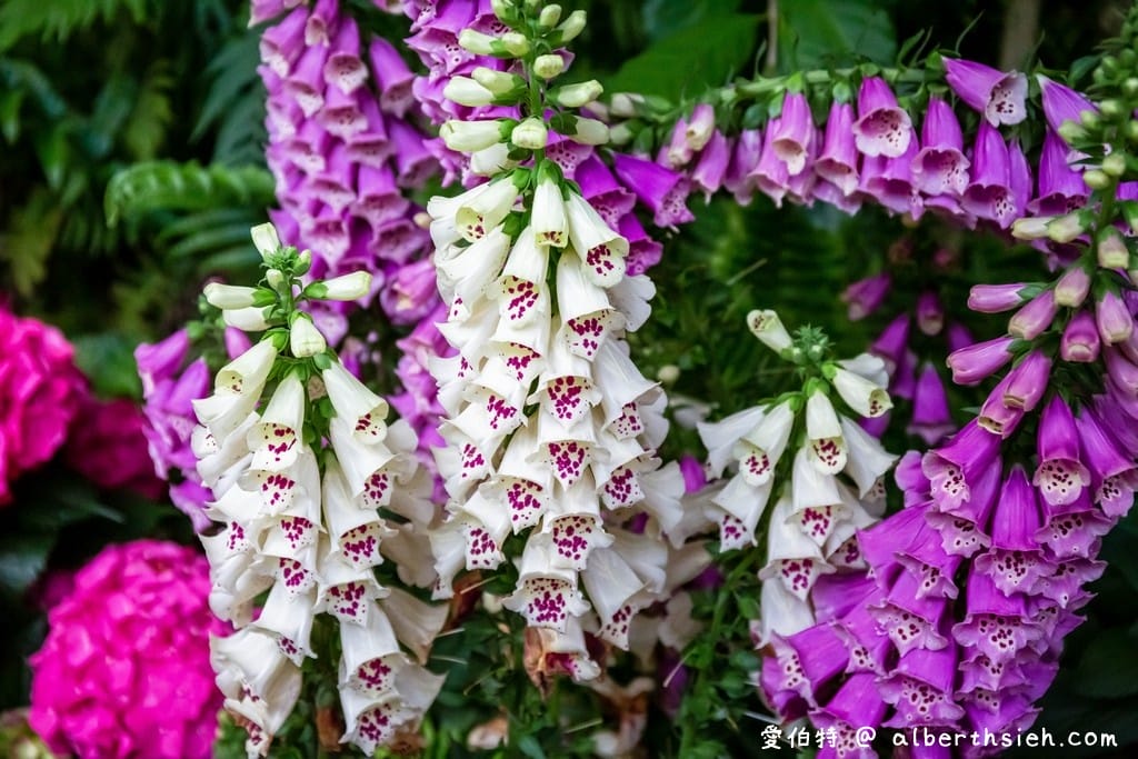 花露休閒農場・苗栗卓蘭景點（繡球花牆超美必拍，讓你泡在繡球花海裡！）