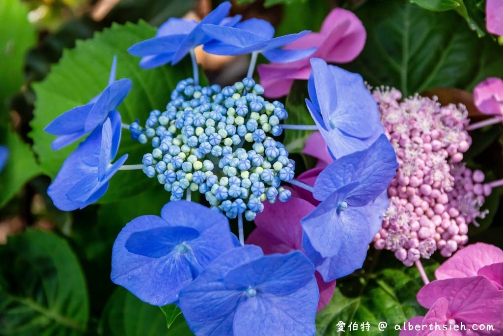 花露休閒農場・苗栗卓蘭景點（繡球花牆超美必拍，讓你泡在繡球花海裡！）