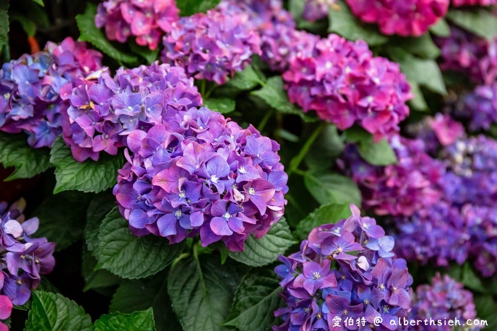 花露休閒農場・苗栗卓蘭景點（繡球花牆超美必拍，讓你泡在繡球花海裡！）