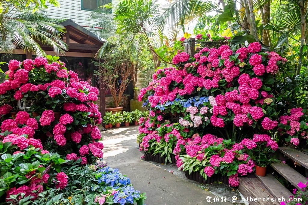 花露休閒農場・苗栗卓蘭景點（繡球花牆超美必拍，讓你泡在繡球花海裡！）