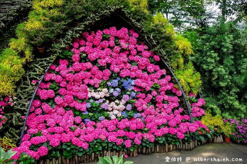 花露休閒農場・苗栗卓蘭景點（繡球花牆超美必拍，讓你泡在繡球花海裡！）