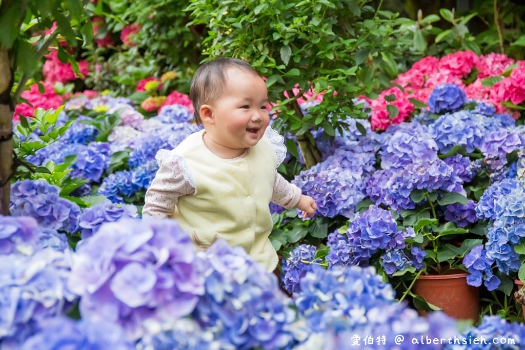 花露休閒農場・苗栗卓蘭景點（繡球花牆超美必拍，讓你泡在繡球花海裡！）