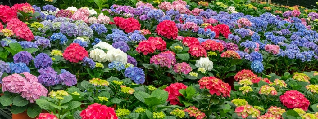 2021第1屆桃園繡球花季．時間、9處賞花地點