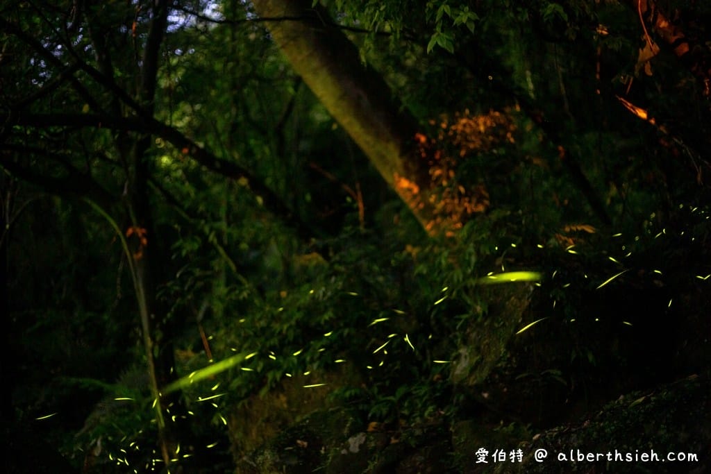 桃園螢火蟲．石門水庫溪洲公園（除了落羽松跟楓葉還有螢光閃閃的火金姑）