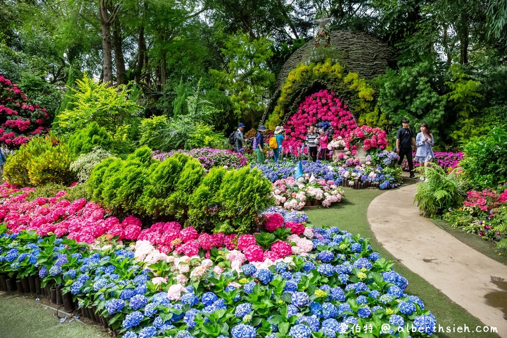 花露休閒農場・苗栗卓蘭景點（繡球花牆超美必拍，讓你泡在繡球花海裡！） @愛伯特