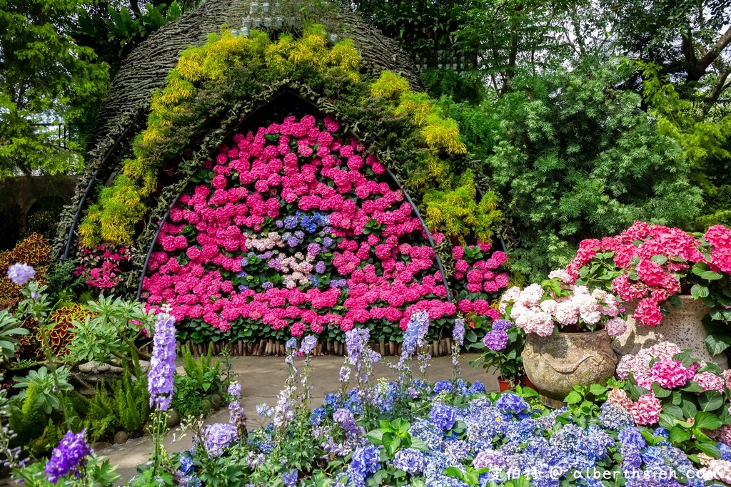 花露休閒農場・苗栗卓蘭景點（繡球花牆超美必拍，讓你泡在繡球花海裡！） @愛伯特