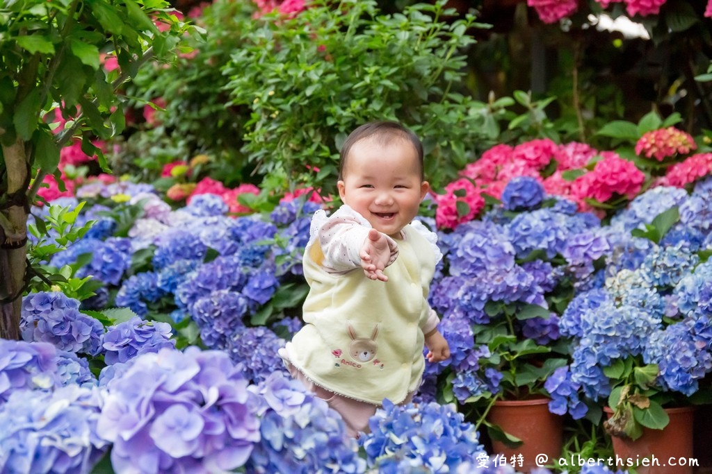 花露休閒農場・苗栗卓蘭景點（繡球花牆超美必拍，讓你泡在繡球花海裡！） @愛伯特