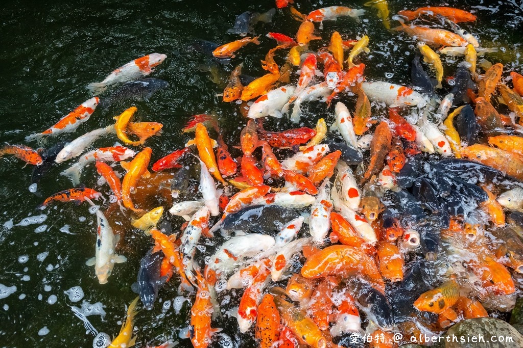 花露休閒農場・苗栗卓蘭景點（繡球花牆超美必拍，讓你泡在繡球花海裡！） @愛伯特