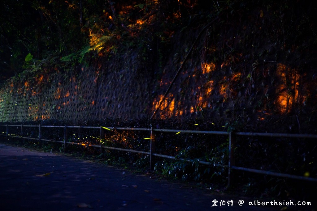 桃園螢火蟲．舊百吉隧道，百吉林蔭步道（路邊就可以輕鬆賞螢） @愛伯特