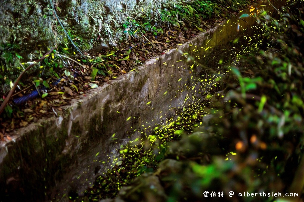 桃園螢火蟲．舊百吉隧道，百吉林蔭步道（路邊就可以輕鬆賞螢） @愛伯特