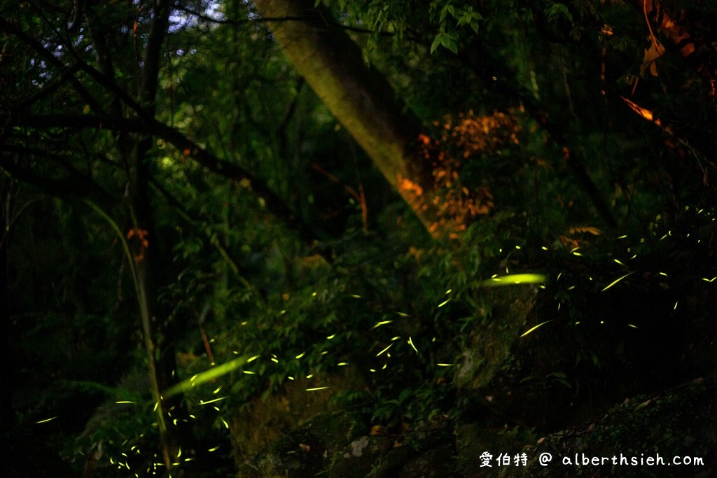 桃園螢火蟲．石門水庫溪洲公園（除了落羽松跟楓葉還有螢光閃閃的火金姑） @愛伯特