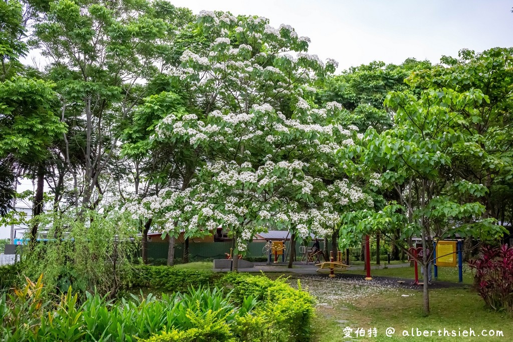 桃園賞桐花景點．桃園客家文化館（賞桐花不用爬陡坡登高，馬路邊就可以讓你輕鬆賞桐花） @愛伯特