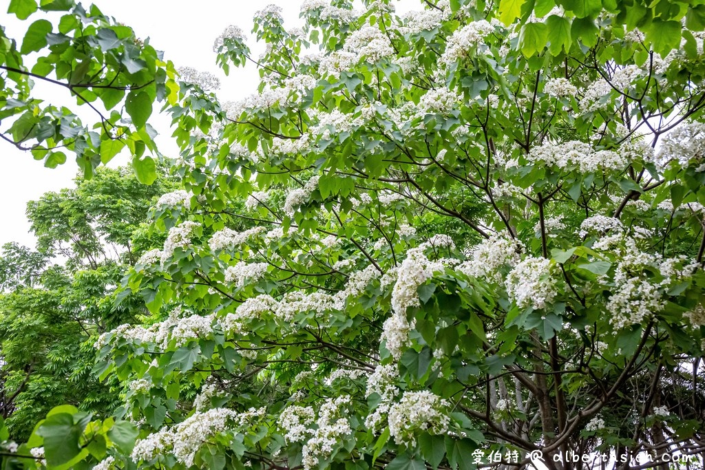 桃園賞桐花景點．桃園客家文化館（賞桐花不用爬陡坡登高，馬路邊就可以讓你輕鬆賞桐花） @愛伯特