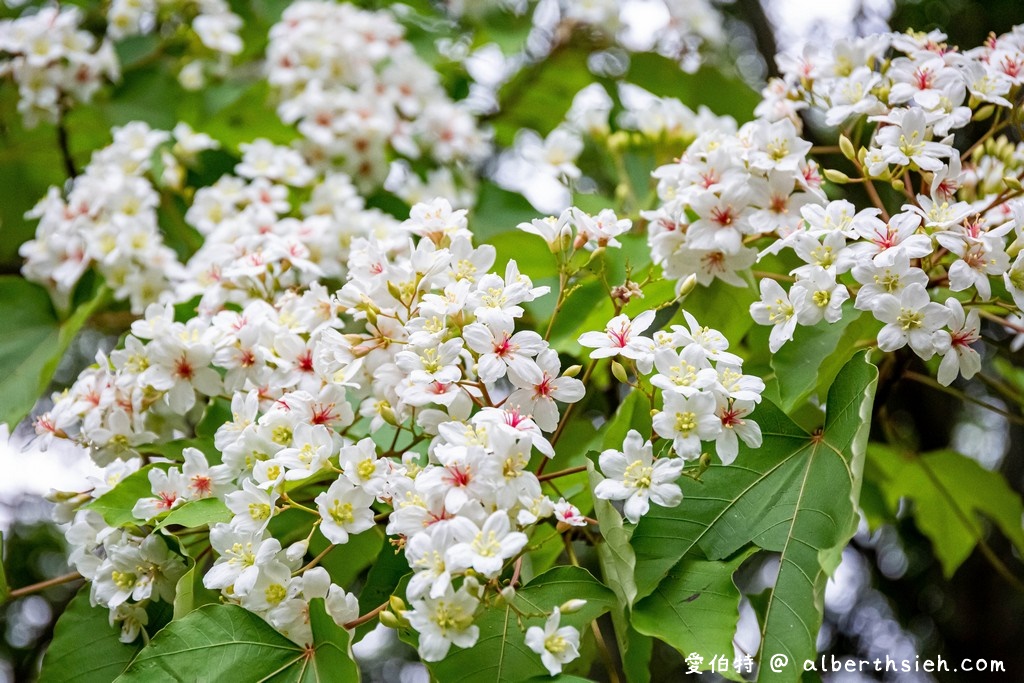 桃園賞桐花景點．桃園客家文化館（賞桐花不用爬陡坡登高，馬路邊就可以讓你輕鬆賞桐花） @愛伯特