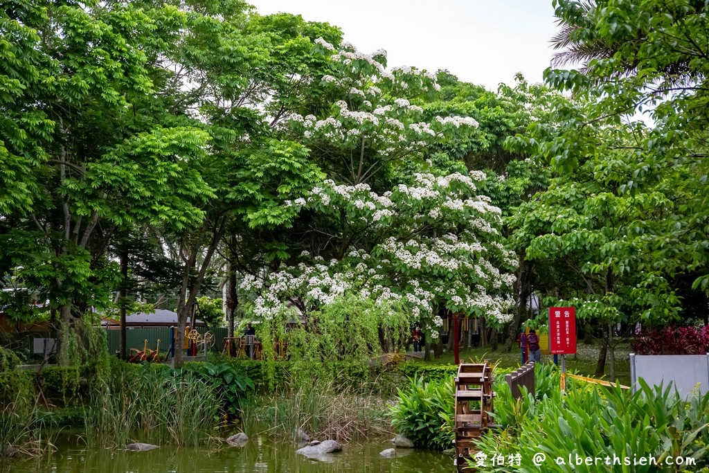 桃園賞桐花景點．桃園客家文化館（賞桐花不用爬陡坡登高，馬路邊就可以讓你輕鬆賞桐花） @愛伯特