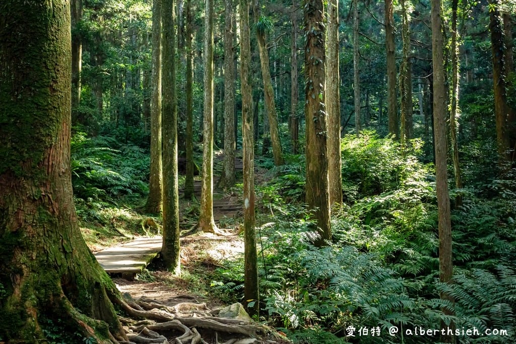 桃園復興一日遊（10大景點，愛伯特帶你吸進滿滿的芬多精）