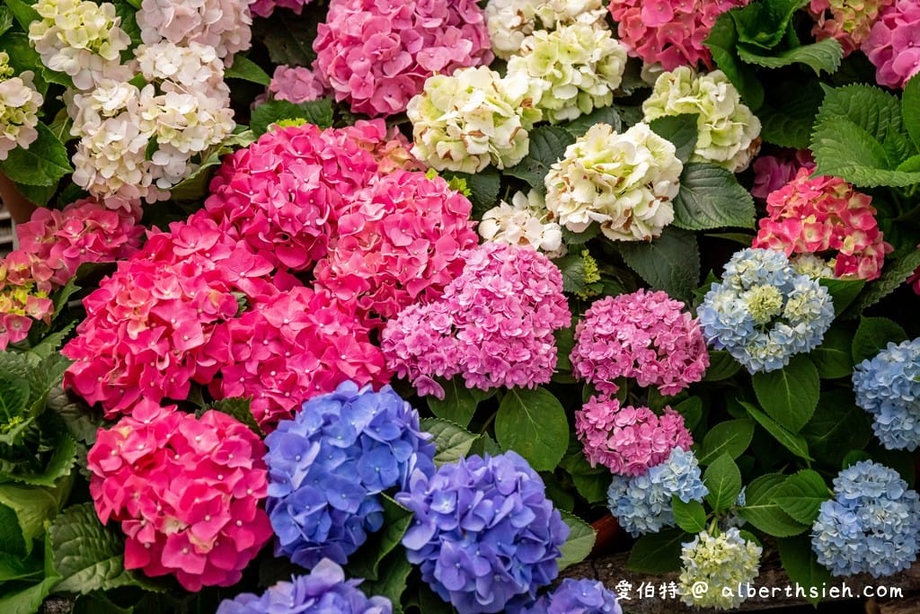桃園復興中興花卉農場｜免費參觀繡球花以及療癒的多肉植物