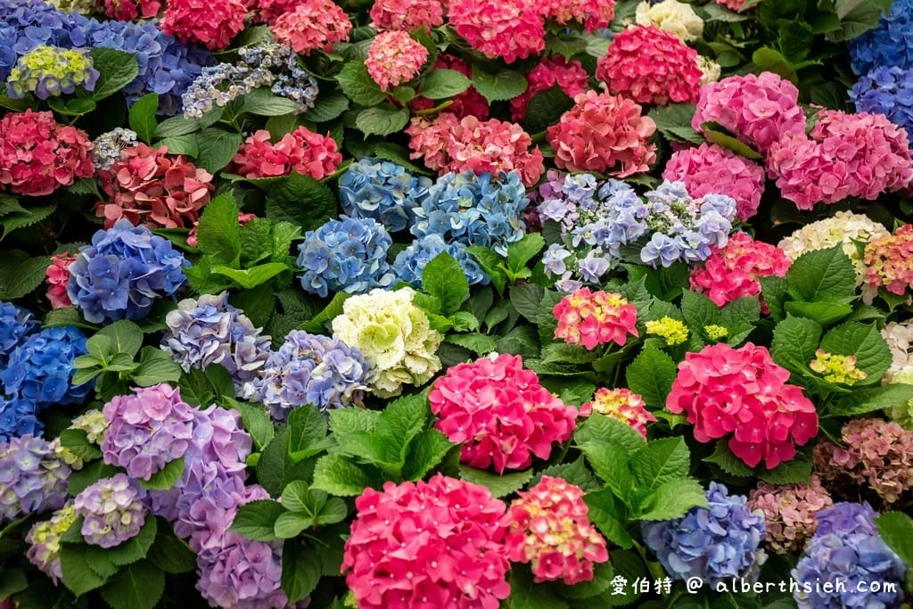 桃園復興中興花卉農場｜免費參觀繡球花以及療癒的多肉植物