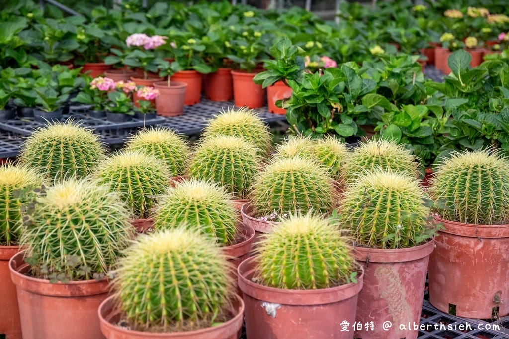 桃園復興中興花卉農場｜免費參觀繡球花以及療癒的多肉植物