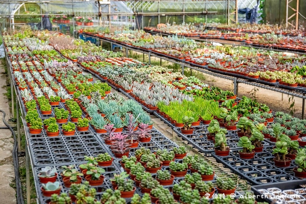 桃園復興中興花卉農場｜免費參觀繡球花以及療癒的多肉植物
