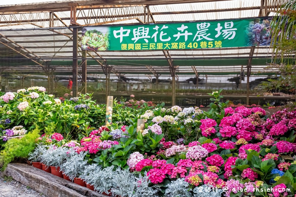 中興花卉農場．桃園花卉農場（免費參觀色彩鮮艷的繡球花以及療癒的多肉植物） @愛伯特