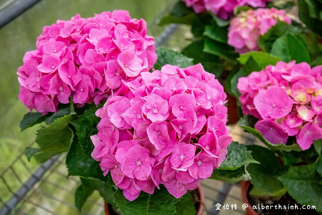 中興花卉農場．桃園花卉農場（免費參觀色彩鮮艷的繡球花以及療癒的多肉植物） @愛伯特