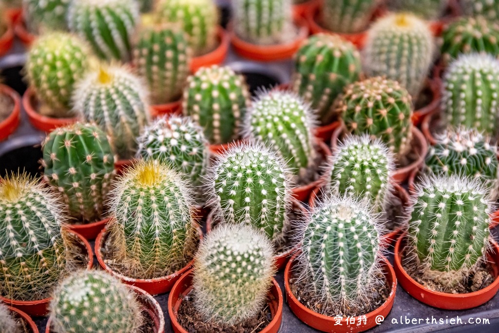 中興花卉農場．桃園花卉農場（免費參觀色彩鮮艷的繡球花以及療癒的多肉植物） @愛伯特