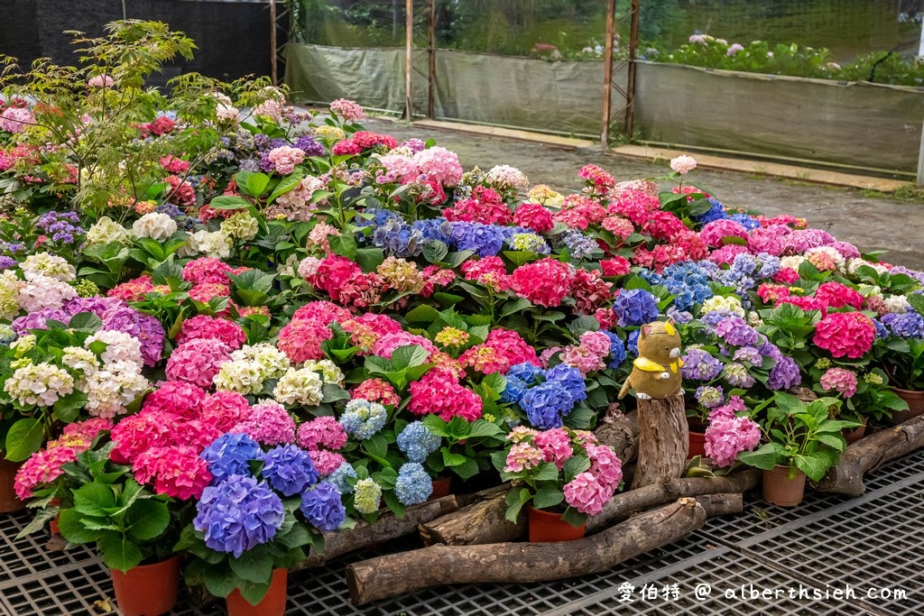 中興花卉農場．桃園花卉農場（免費參觀色彩鮮艷的繡球花以及療癒的多肉植物） @愛伯特