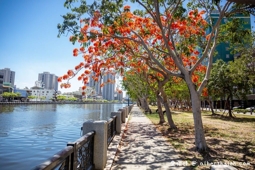 台南運河鳳凰花．台南安平景點（驪歌響起時就是火紅鳳凰花綻放時）