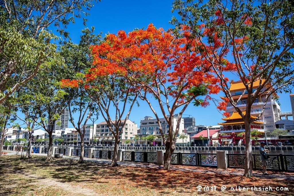 台南運河鳳凰花．台南安平景點（驪歌響起時就是火紅鳳凰花綻放時）