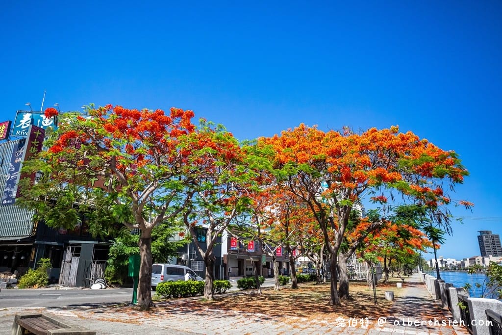 台南運河鳳凰花．台南安平景點（驪歌響起時就是火紅鳳凰花綻放時）